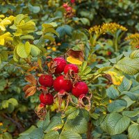 Шиповник :: Светлана Ищенко