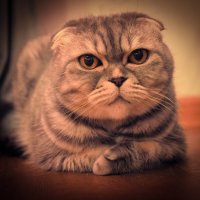 Ася :: Магомед .