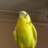 Феня :: Ольга Довженко