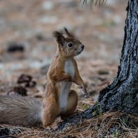 На страже :: Игорь Шабалин