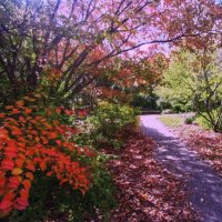 Осень :: Людмила Смородинская