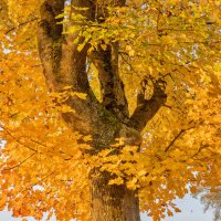 золотая осень :: vladimir 