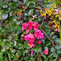 Розочки :: Валерий Пославский