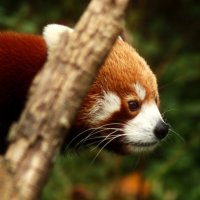 Ку-ку :: Юрий. Шмаков