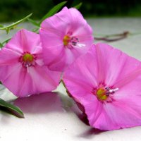 Вьюнок. :: nadyasilyuk Вознюк