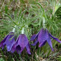 Под весенним дождём. :: nadyasilyuk Вознюк