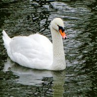 Лебедь городского сада. :: Милешкин Владимир Алексеевич 