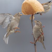 из жизни воробьев . :: юрий макаров из жизни воробьев . :: юрий макаров