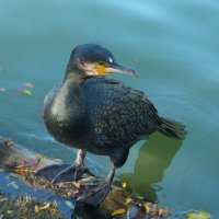 Чёрный  баклан :: Валентин Семчишин