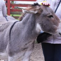 Московская область. Серпухов. Ферма «Русский страус». :: Наташа *****