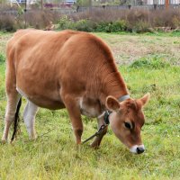 Московская область. Серпухов. Ферма «Русский страус». :: Наташа *****