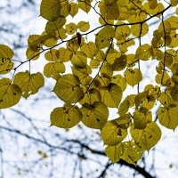 последние краски осени :: Дмитрий Лупандин