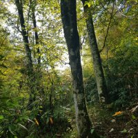 ПЛАСТУНКА - СОЧИ :: Tata Wolf