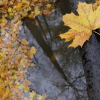 Осенний воздух влагой напоен, затеял ветер с листьями игру, :: "The Natural World" Александер