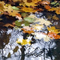 Пойду домой, там ждут меня мой кот, горячий чай, мелодии трубы, :: "The Natural World" Александер