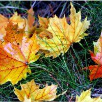 Хоть барабанит дождик за окном, верхушки сосен стонут на ветру, :: "The Natural World" Александер