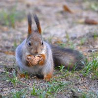 Белка :: Константин Анисимов