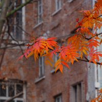 Алая рябина :: Наталья Rosenwasser Алая рябина :: Наталья Rosenwasser