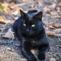 Уголёк отдыхает ... :: Евгений Хвальчев