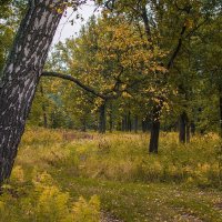 Осень в дубовом лесу на Клязьме. :: Андрей Андрианов
