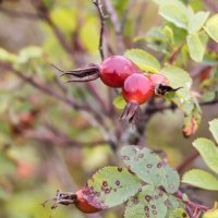 --- :: Андрей Андрианов