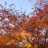 Октябрьский этюд :: Рита Симонова