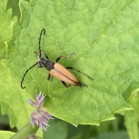 Жук :: Ольга Савельева 