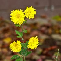 Последние осенние цветочки :: Светлана 