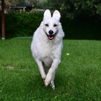 Алита :: Светлана