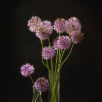 Натюрморт с декоративным луком. :: Лилия * Натюрморт с декоративным луком. :: Лилия *