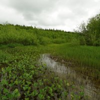 По Косьве... :: Николай Гирш