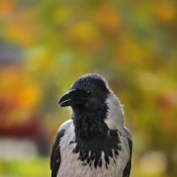 Хороша я, хороша... :: Татьяна Бравая