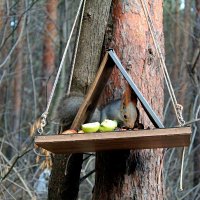 белочка :: Гульфина Булатова