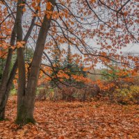 В осеннем парке... :: Владимир Жданов