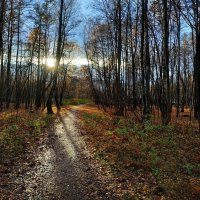 Редкий подарок Природы в ноябре :: Андрей Лукьянов Редкий подарок Природы в ноябре :: Андрей Лукьянов