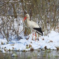 Апрель 2025 г. :: Ольга Митрофанова