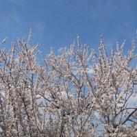 апрель :: Елена Шаламова