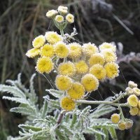 ** :: Зоя Мишина