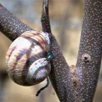 природа :: Антонина Владимировна Завальнюк