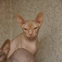 Мася :: Алексей Копцев Мася :: Алексей Копцев