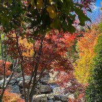 Краснодар. Парк Галицкого . Японский сад :: Galina 