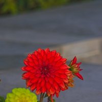 георгина красная :: Giant Tao /