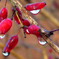 Барбаоис с каплями дождя :: Андрей Снегерёв