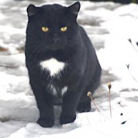 белая грудка :: леонид логинов