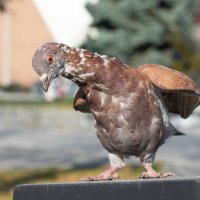 *** :: Николай Чекалин