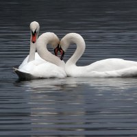 *** :: Владимир Безбородов