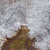 Дорога в зиму :: Евгений Тарасов 