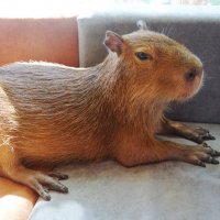 Серьёзная капибара :: Наталия Григорьева