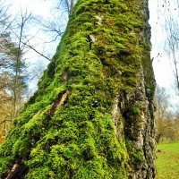 мох утепляющий )))) :: АЛЕКСАНДР 