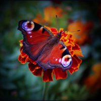 Бабочка. :: Александр 